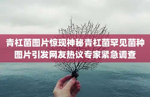 青杠菌图片惊现神秘青杠菌罕见菌种图片引发网友热议专家紧急调查